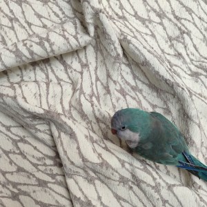 پارچه مبلی بوکله آوین فیلی K05